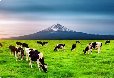 kapila-pashu-aahar-whatsapp-api